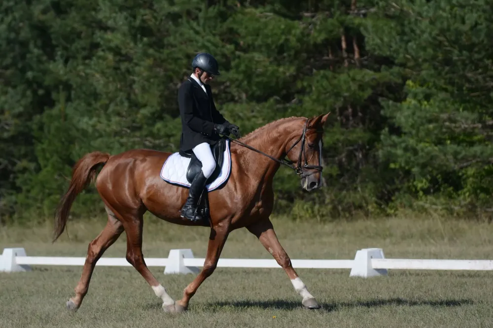 CCE-dressage
