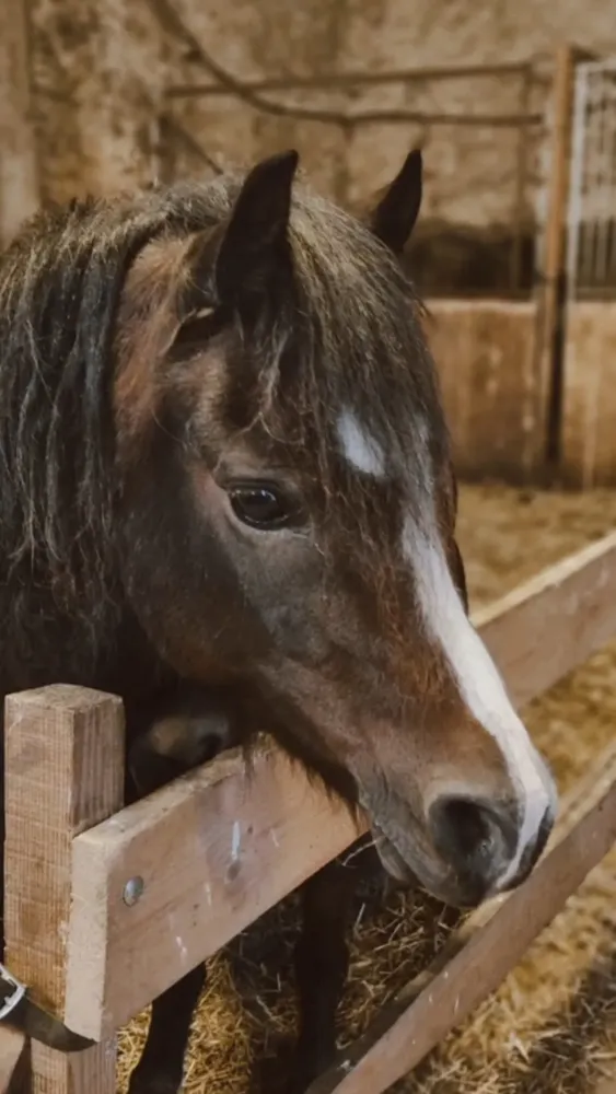 pension equestre (28)