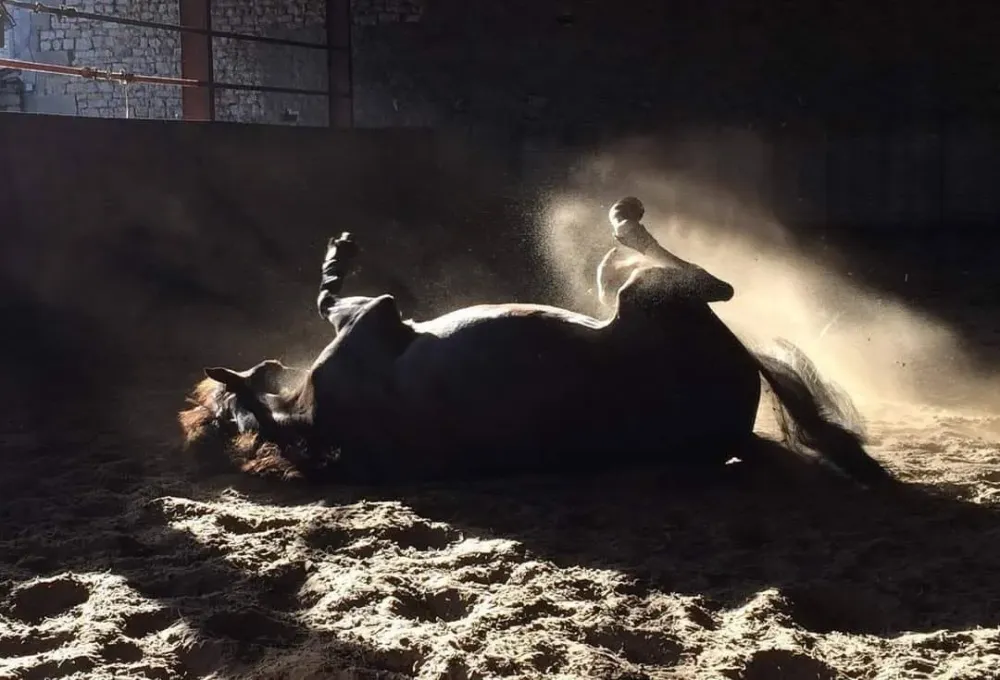 pension equestre (29)
