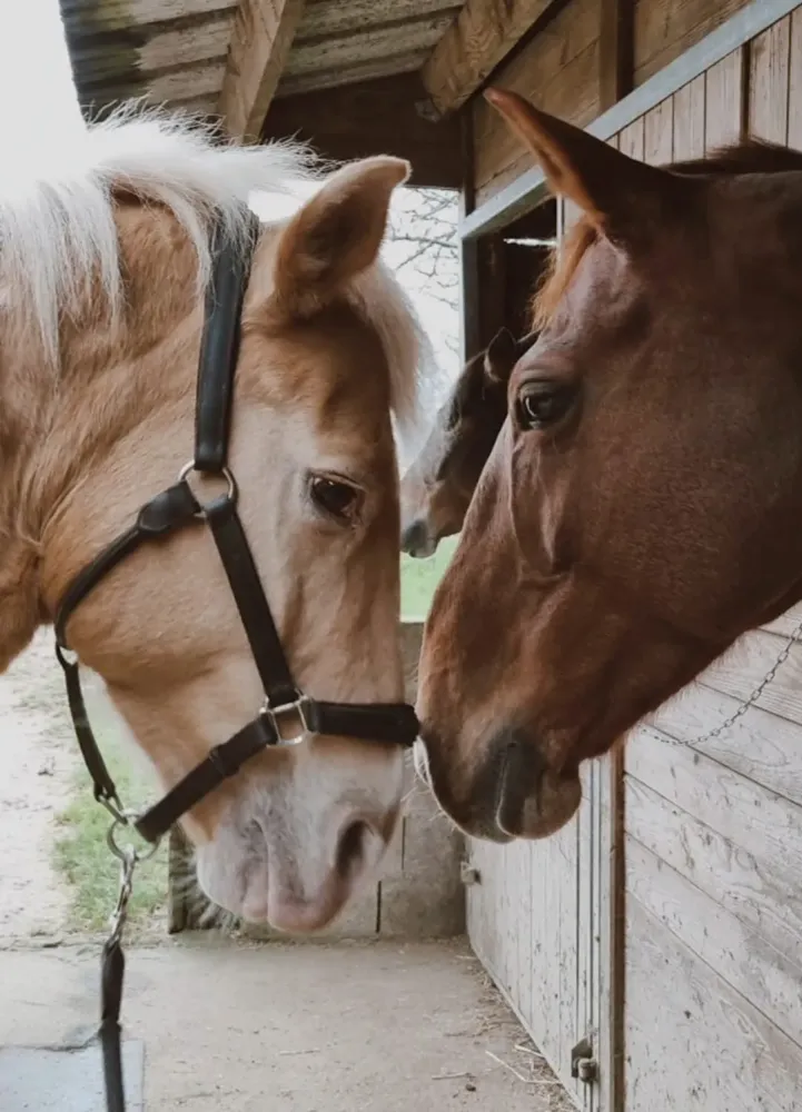 pension equestre (30)