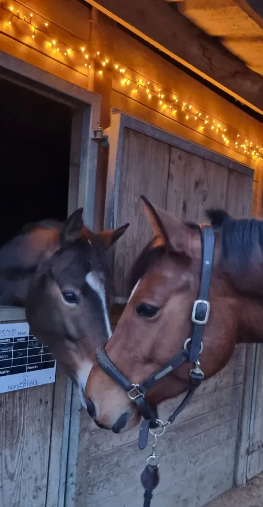 pension equestre (31)