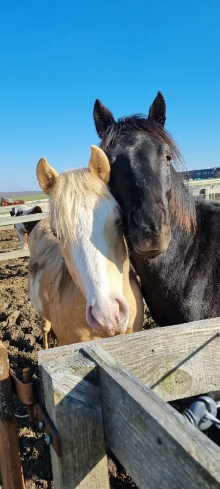 pension equestre (32)