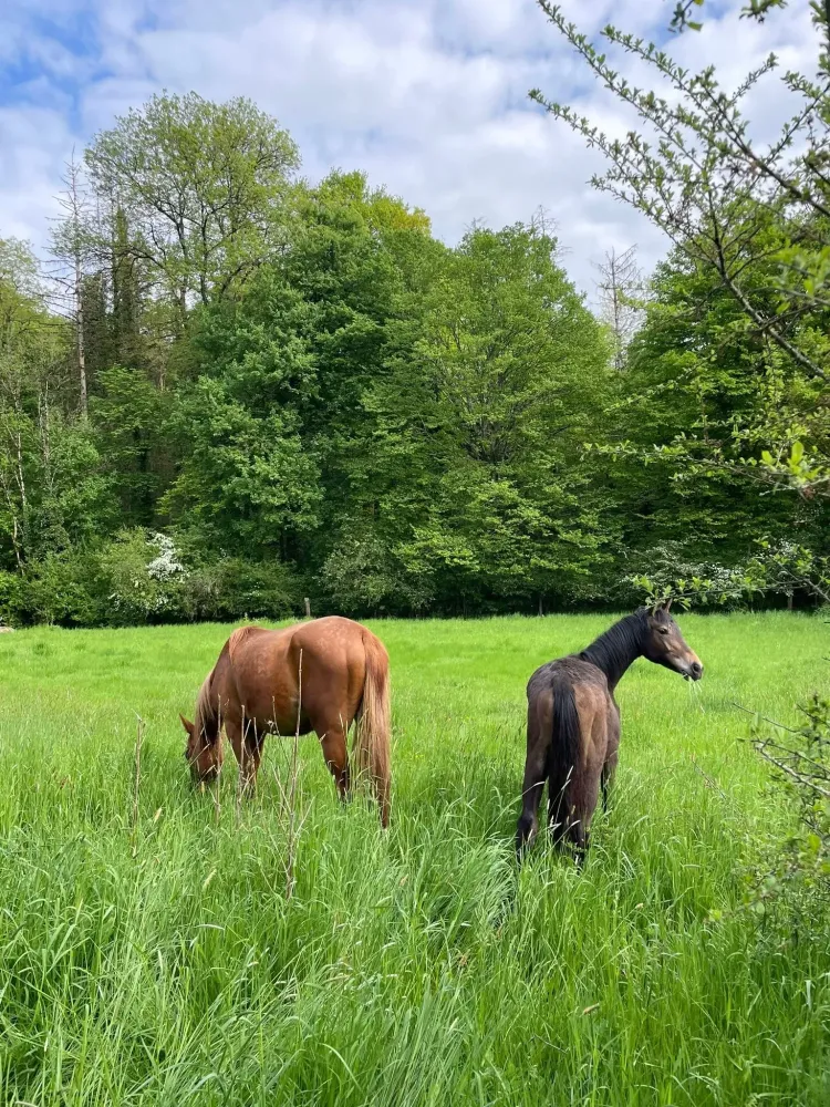 pension equestre (33)