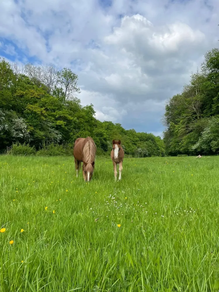 pension equestre (34)