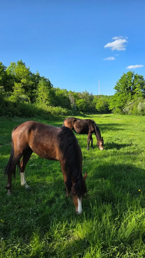 pension equestre (35)