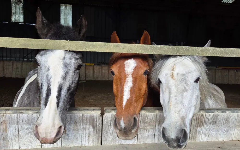 pension equestre (36)