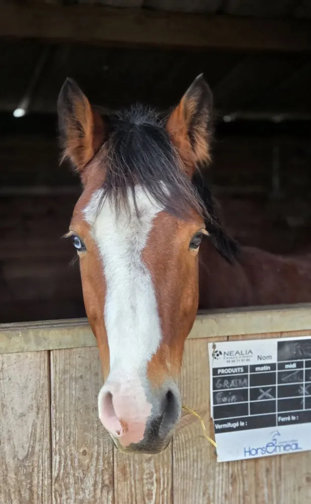 pension equestre (38)
