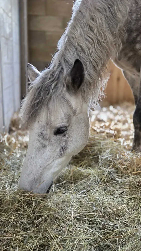 pension equestre (39)