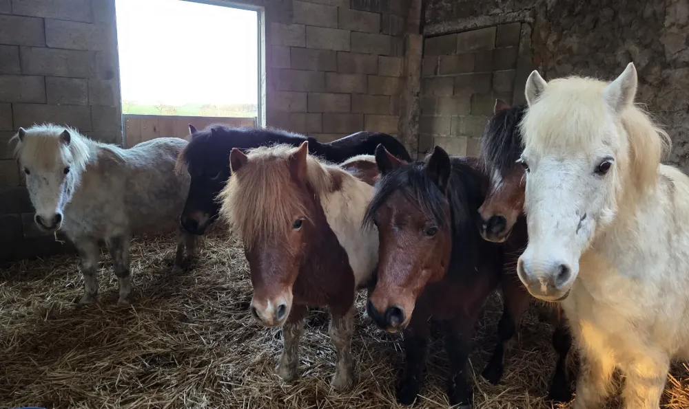 pension equestre (40)