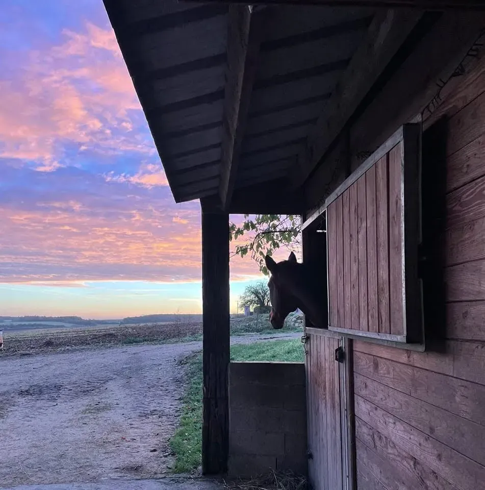 pension equestre (22)