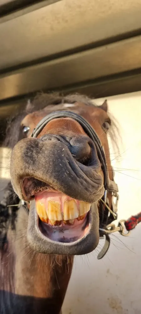 pension equestre (23)