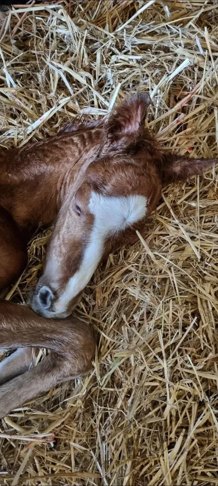 pension equestre (24)