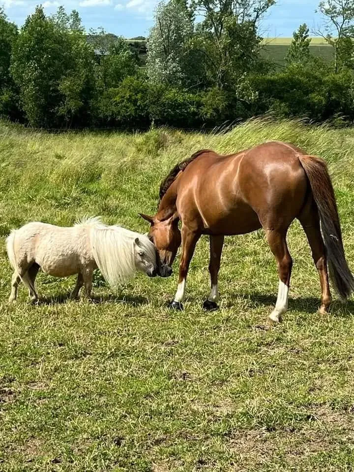 pension equestre (25)