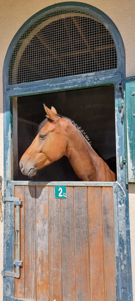 pension equestre (26)