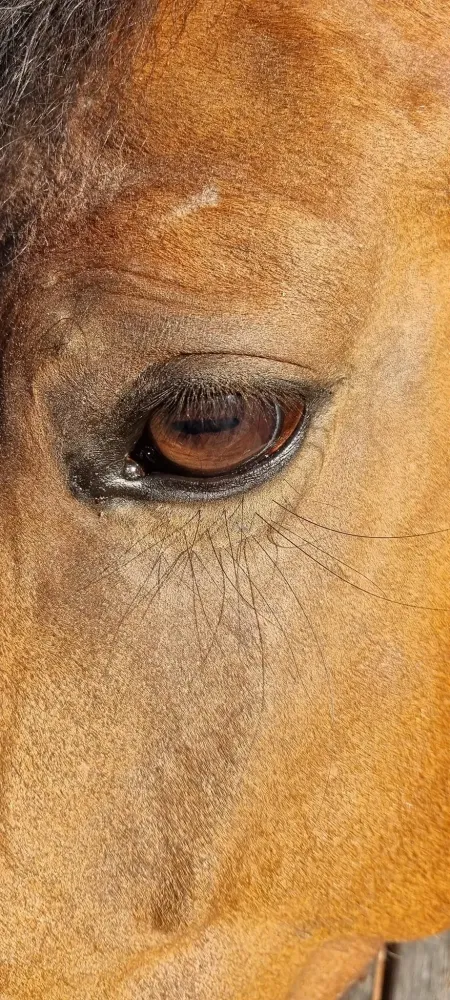 oeil cheval