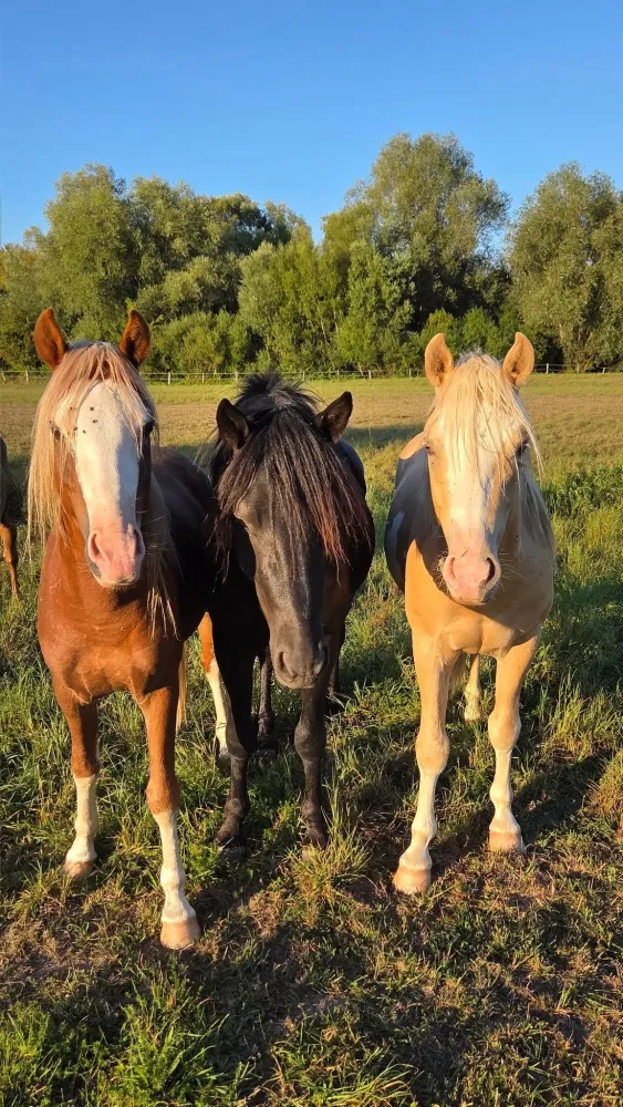 chevaux (2)