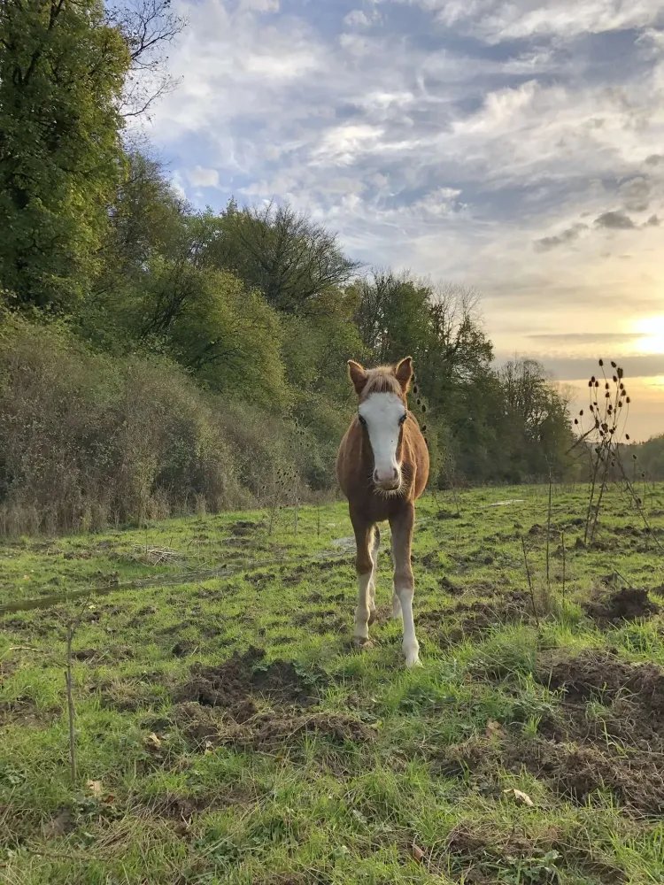 centre equestre du Louvant (10)