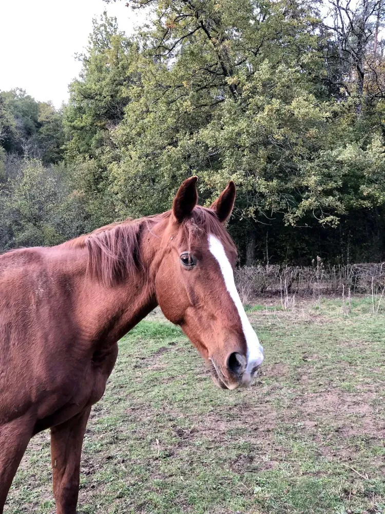 centre equestre du Louvant (11)